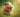 cute guinea pig holding a flower in a field