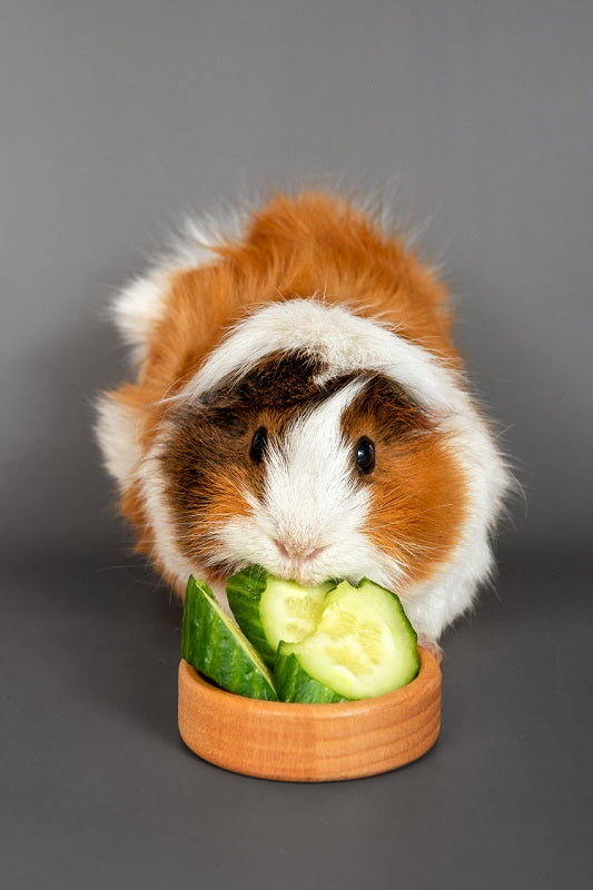 Are cucumbers good outlet for guinea pigs