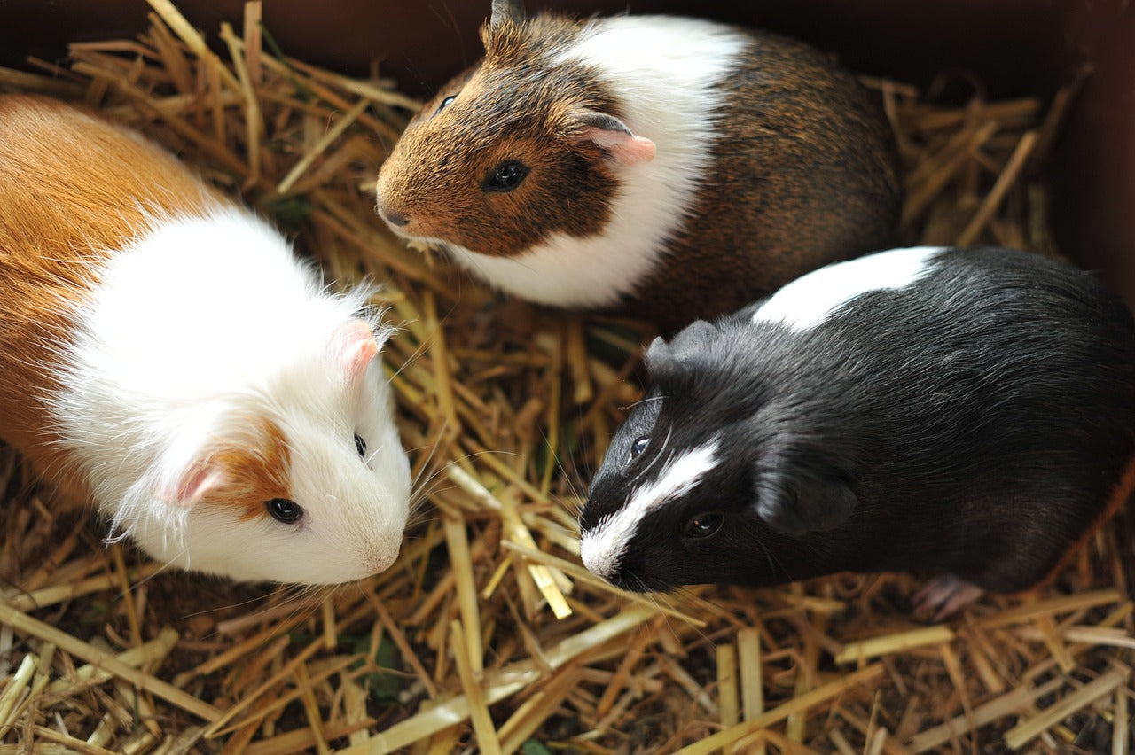 Spacious 3x2 Candc Guinea Pig Cage With Stand Safe 