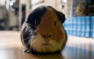 black brown and white guinea pig