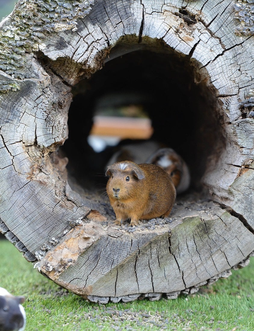 Photo inspiration: Self Help Practices Improving Guinea Pig Habits Reference: Guinea Pig Fun And Activities Guinea Pig Facts