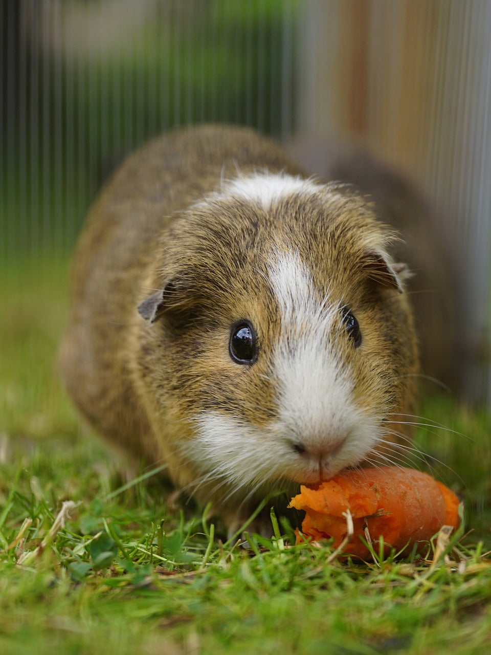 Guinea pig outlet arthritis treatment