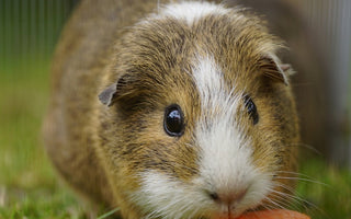 cute guinea pig eating a carrot