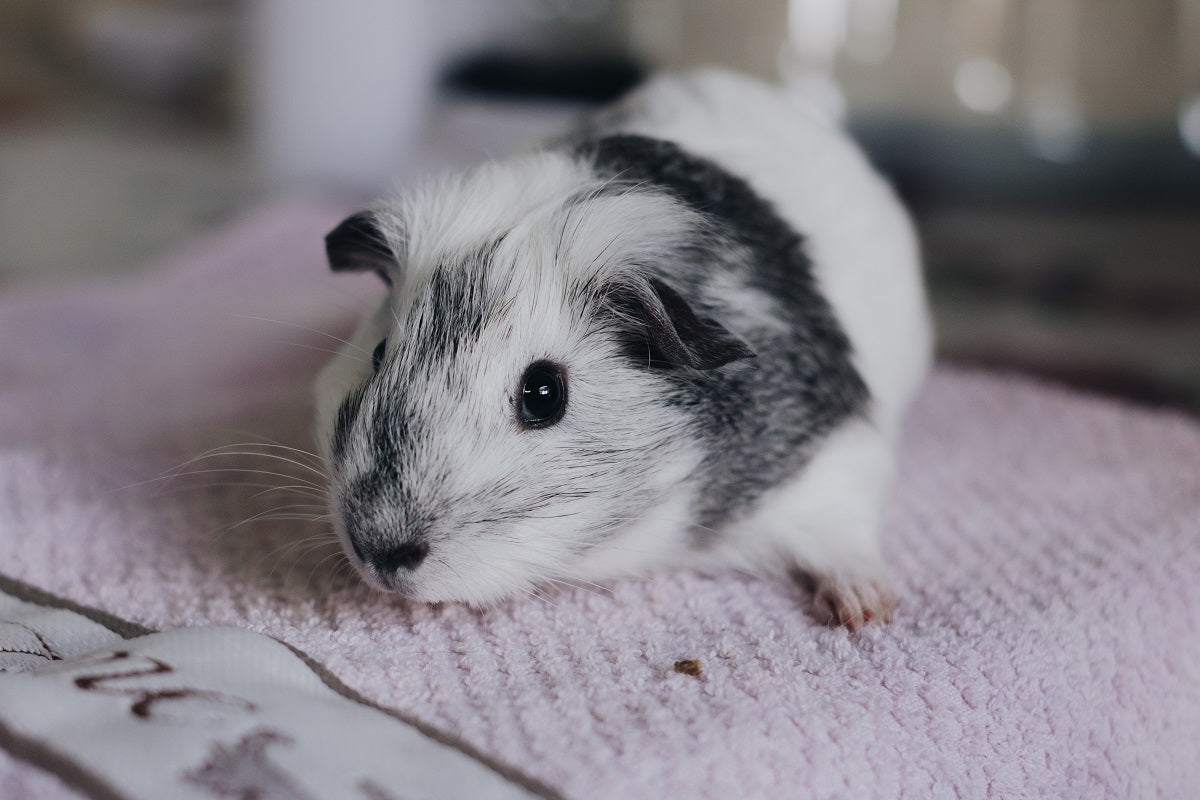 Gray and deals white guinea pig