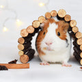 cute guinea pig under a wooden hidey