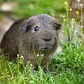 cute guinea pig outside in the grass