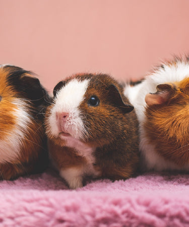 Three cute guinea pigs together on a pink blanket