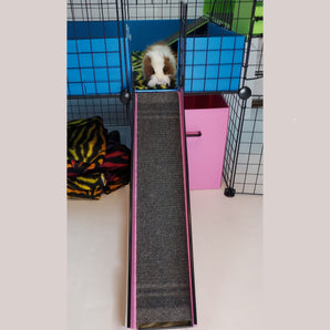 Guinea Pig ready to walk down a pink ramp for floortime