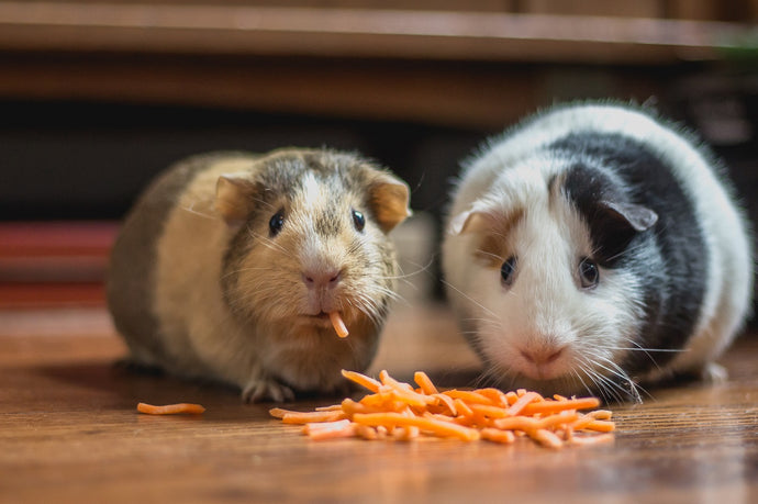 Two guinea pigs eating carrots indoors on a wood floor