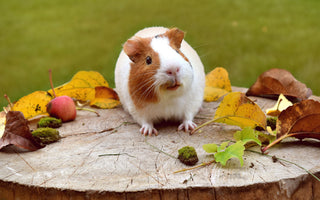 cute guinea pig on a stump with leaves