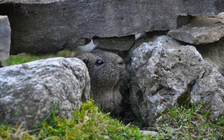 Guinea Pig Hiding Instincts