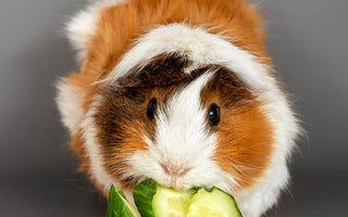 cute guinea pig eating cucumbers