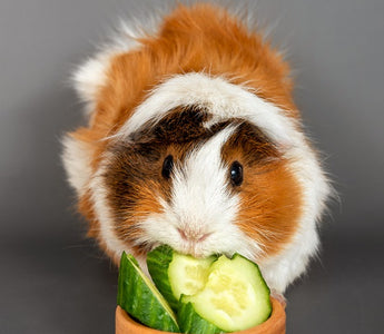 cute guinea pig eating cucumbers