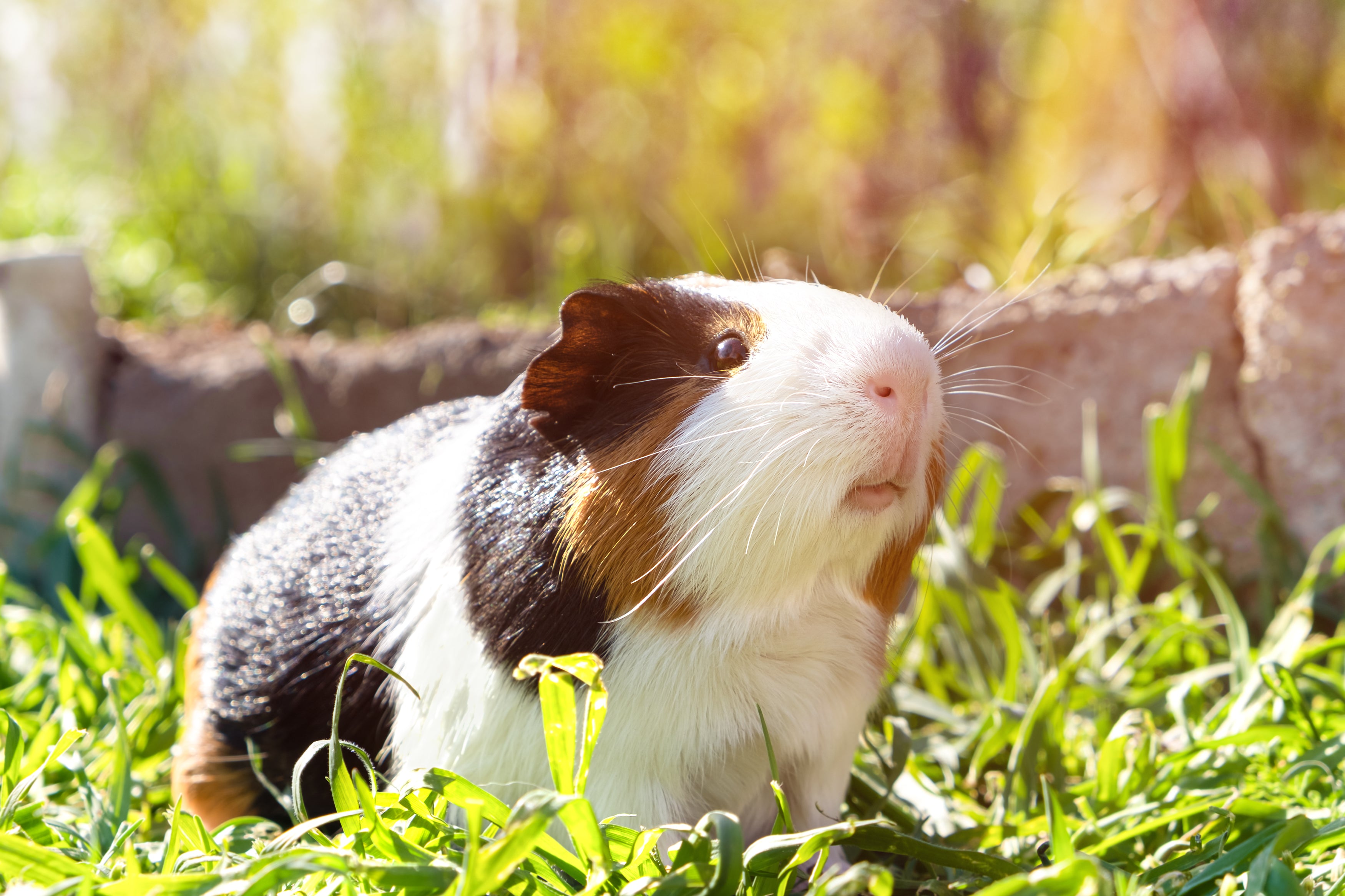 Guinea Pig Basics and Questions | Guinea Pig Behavior & Habits – Guinea Pig Cage Company