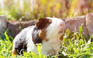 cute guinea pig outside in the sunlight