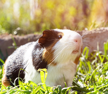 cute guinea pig outside in the sunlight