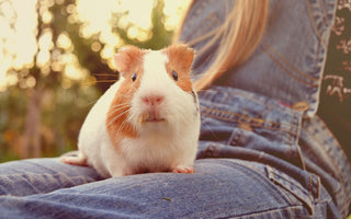 Traveling with Guinea Pigs