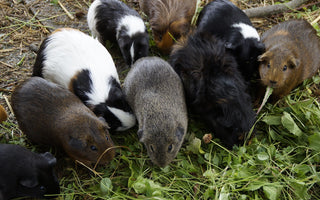 Which Breed Is My Guinea Pig?