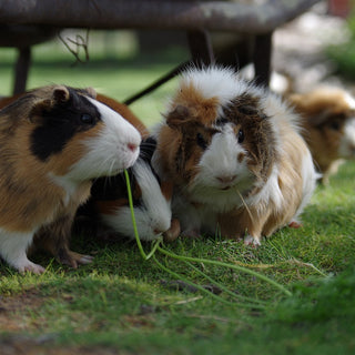 Guinea Pig Playtime and Exercise