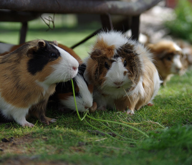 Guinea Pig Playtime and Exercise Cages For Guinea Pigs Guinea Pig