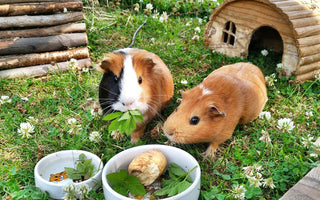 Why Do Guinea Pigs Need Their Greens?