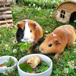 Why Do Guinea Pigs Need Their Greens?