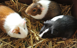 The Social Lives of Guinea Pigs
