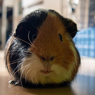 black brown and white guinea pig