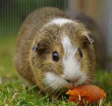 cute guinea pig eating a carrot
