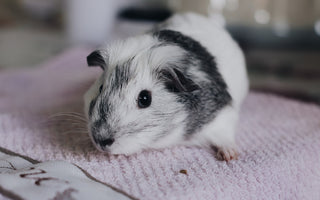 cute black and white guinea pig on a towel