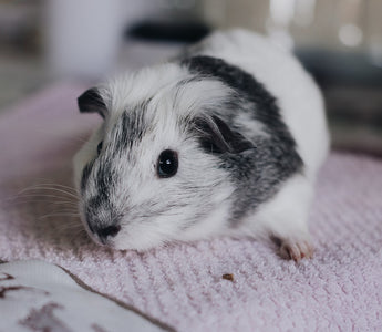cute black and white guinea pig on a towel