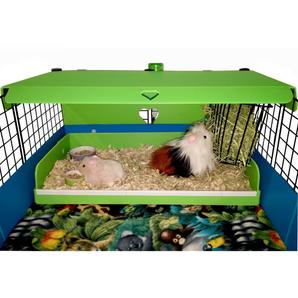 Two Guinea pigs in a colorful Kitchen suite in a light blue C&C guinea pig cage