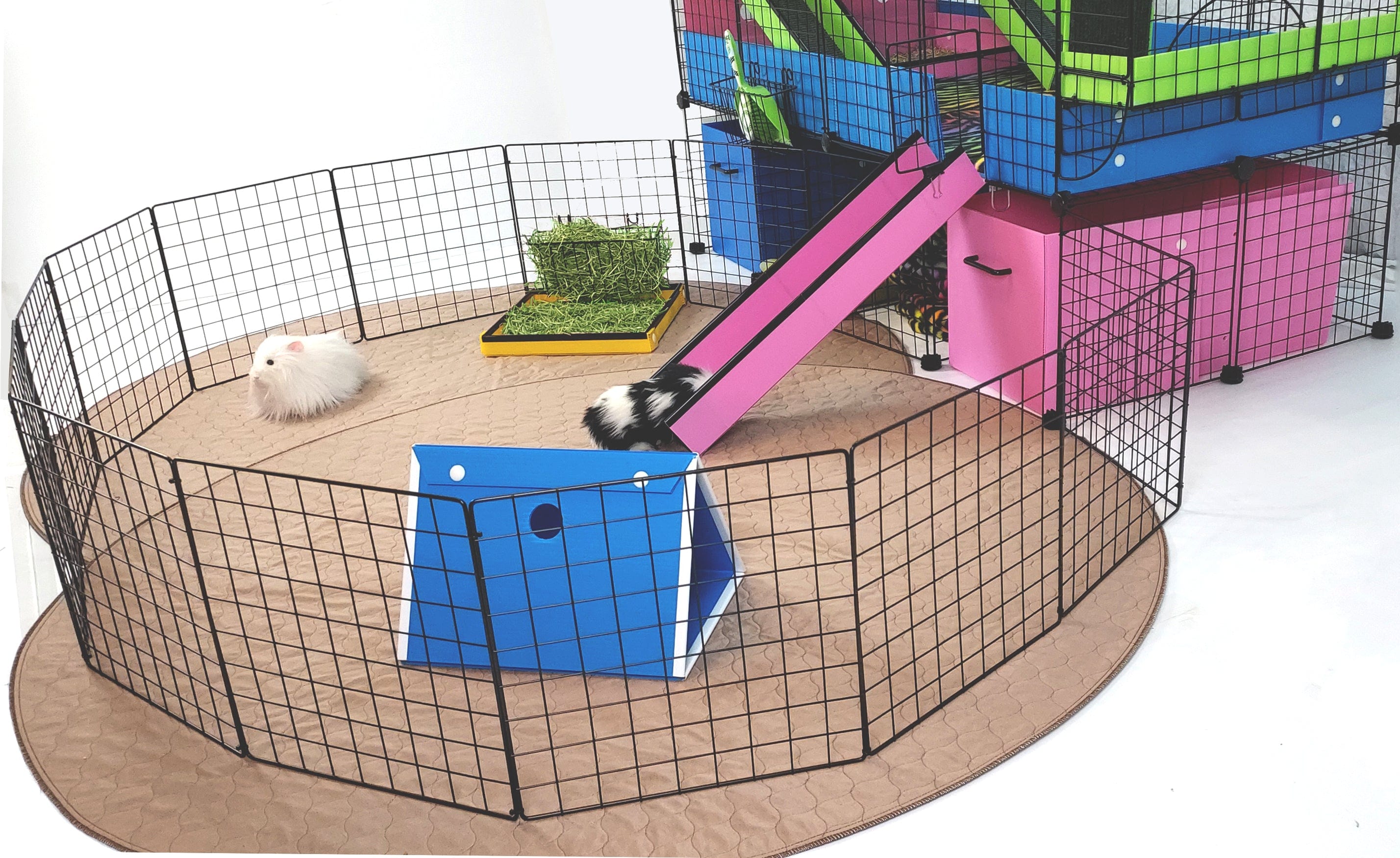 Colorful Custom C&C guinea pig cage with a floor time setup and accessories