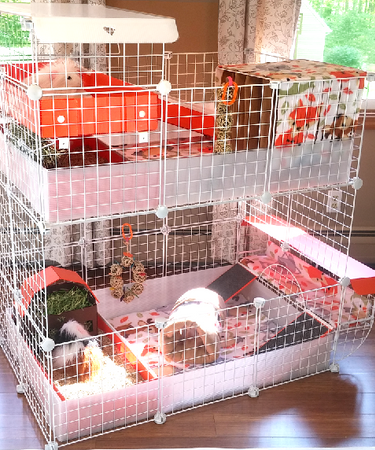 Custom C&C guinea pig cage setup in a warm home environment