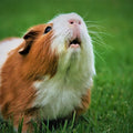Cute Guinea pig outdoors looking towards the sky