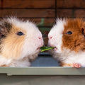 two guinea pigs eating and sharing one leaf