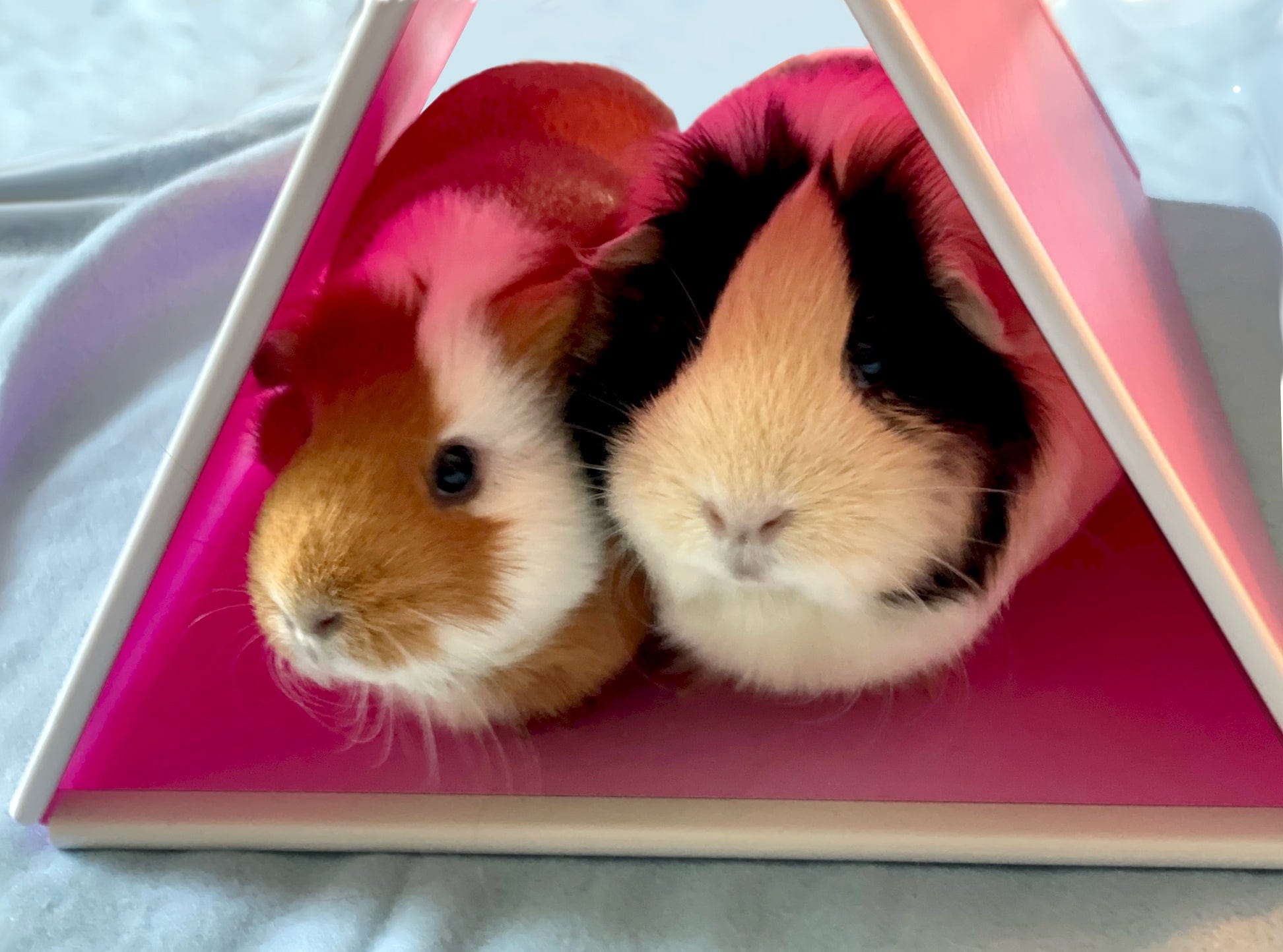 Two guinea pigs sitting comfortably in a pink hidey tent
