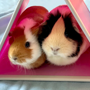 Two guinea pigs sitting comfortably in a pink hidey tent
