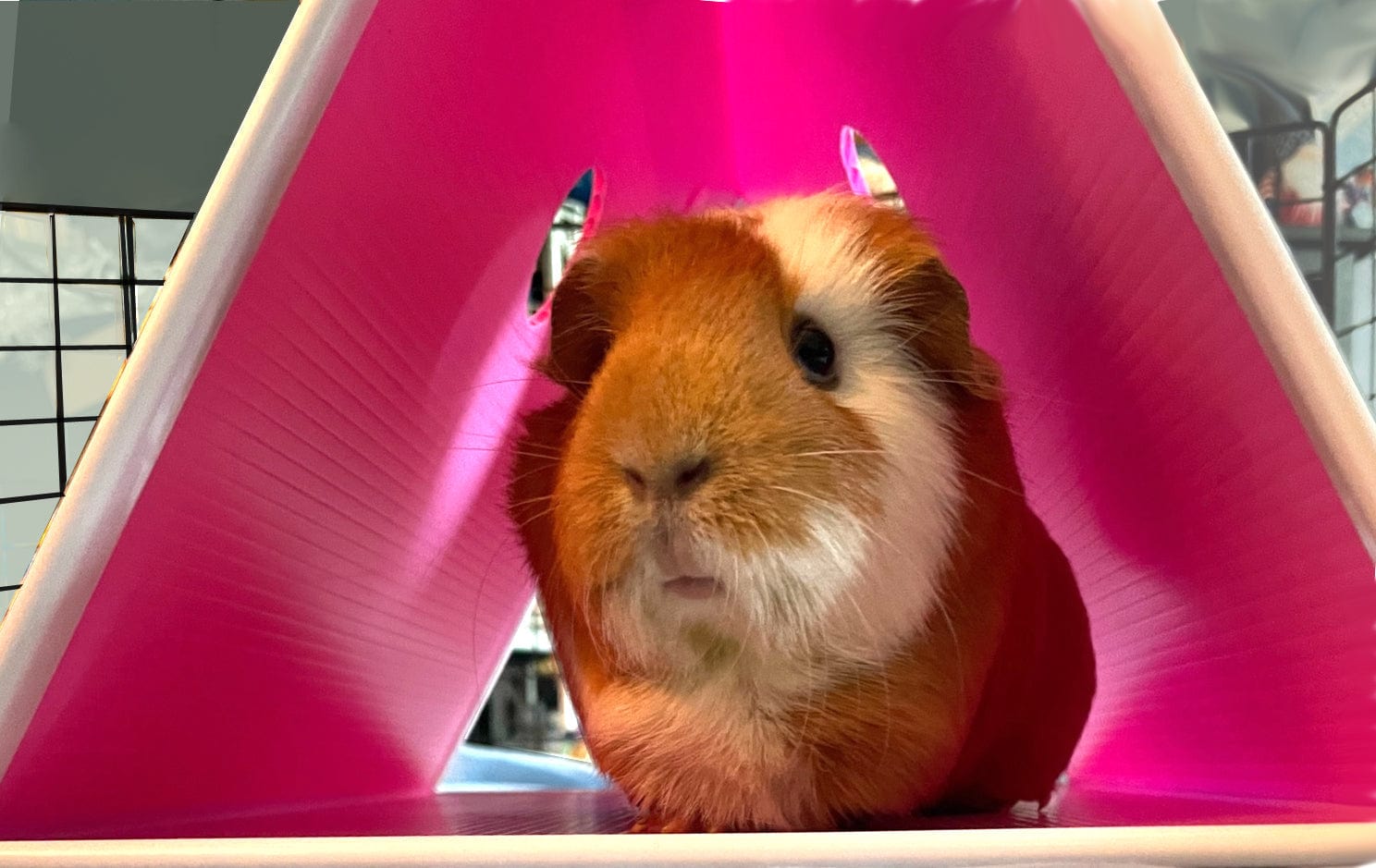 Cute guinea pig enjoying a pink floortime hidey