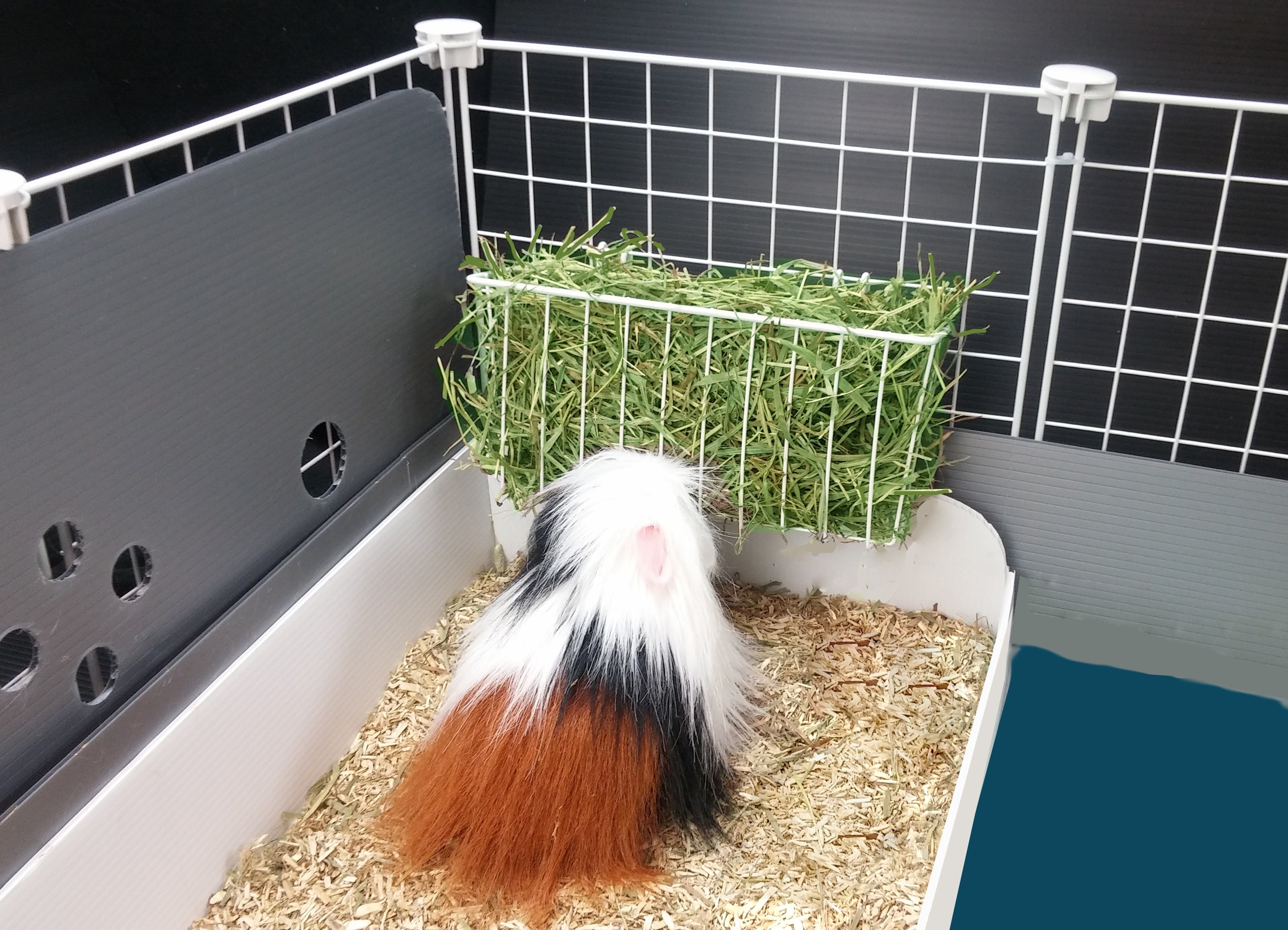 Guinea pig eating fresh hay from a hayrack in a C&C guinea pig cage
