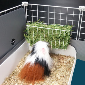Guinea pig eating fresh hay from a hayrack in a C&C guinea pig cage