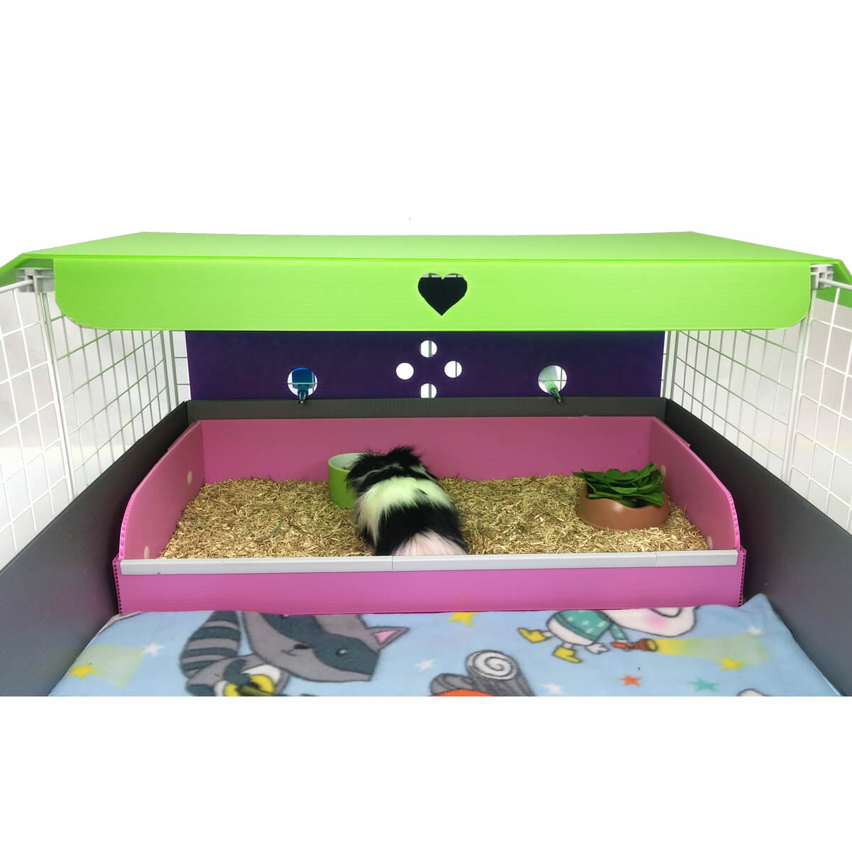 Guinea pig in a colorful Kitchen suite in a Silver C&C guinea pig cage