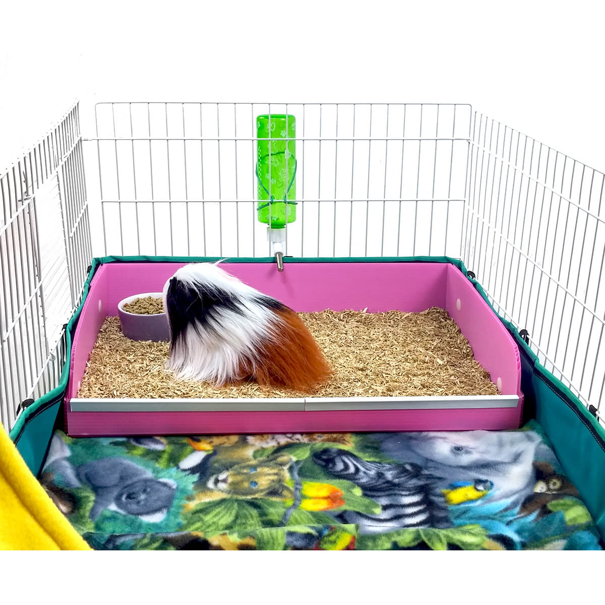 Pig Cage How To Litter Train Your Guinea Pig Best Way To Clean