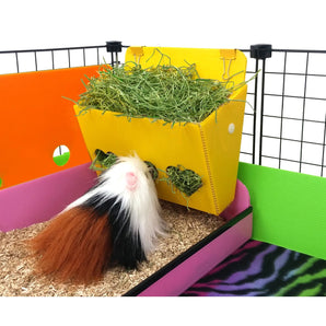 Guinea pig eating from a Yellow Hay buffet in a C&C guinea pig cage