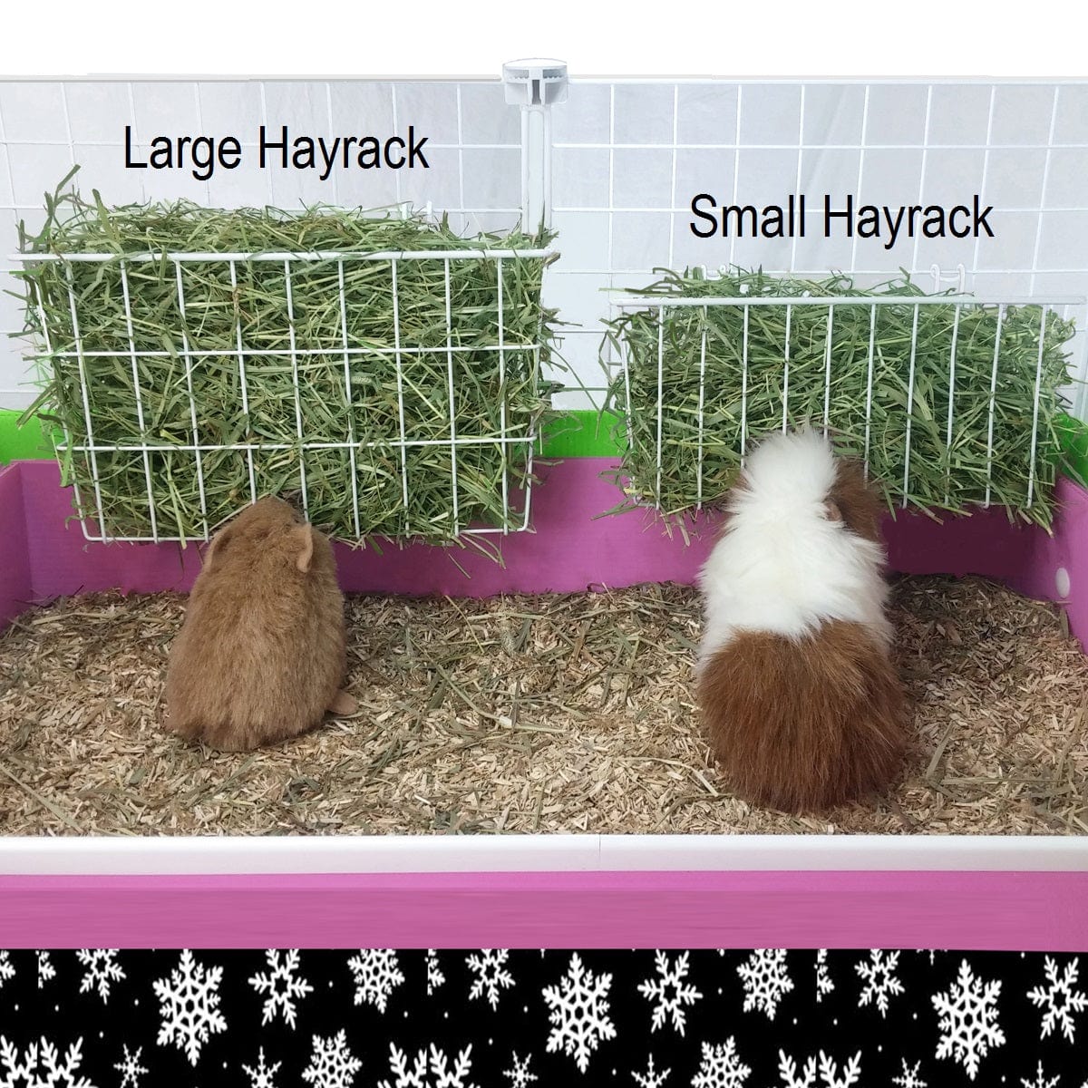 Two guinea pigs eating from a large hayrack in a C&C cage