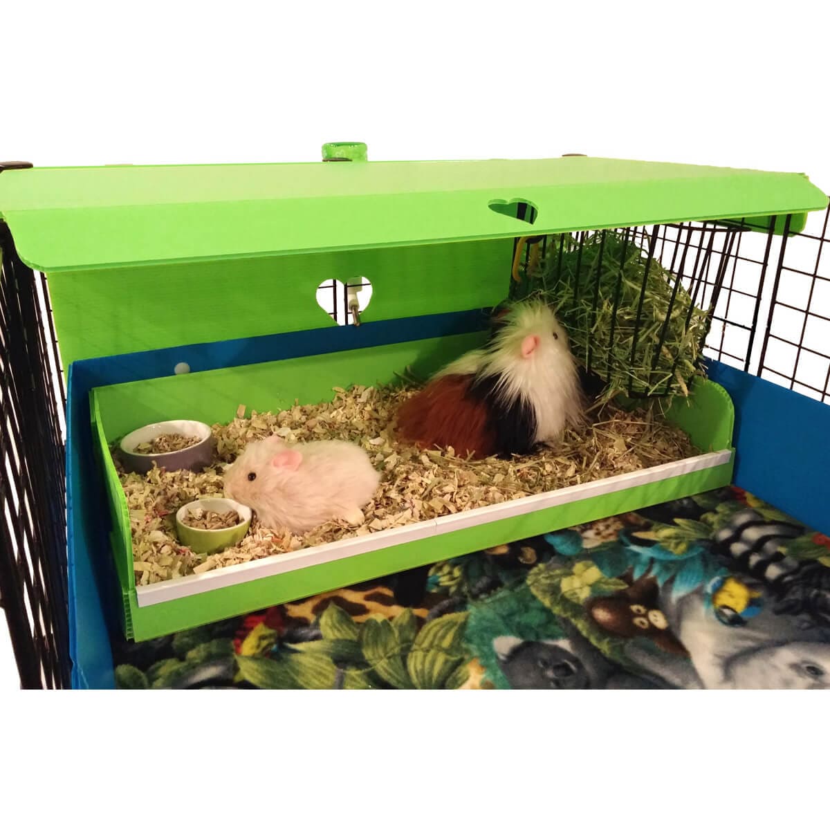 Two Guinea pigs in a colorful Kitchen suite in a light blue C&C guinea pig cage
